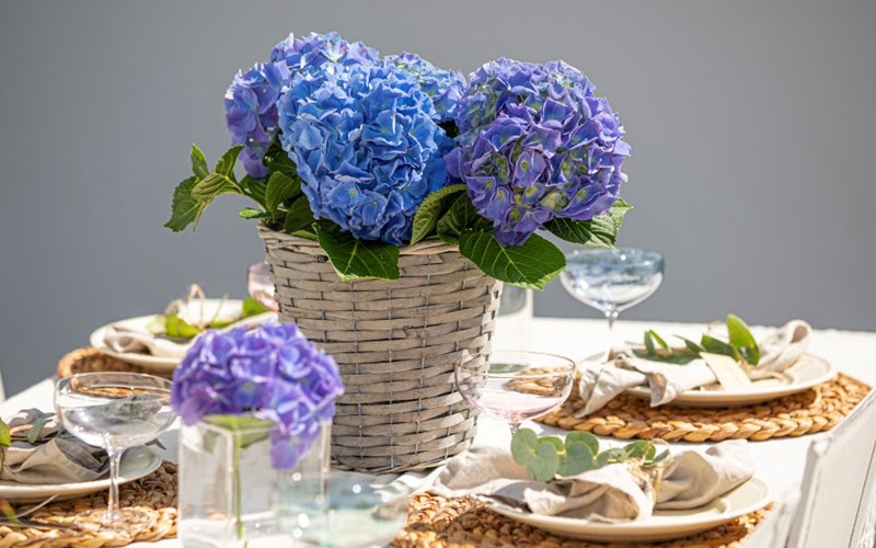 Slik lykkes du med hortensia