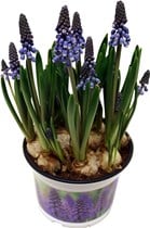 Muscari