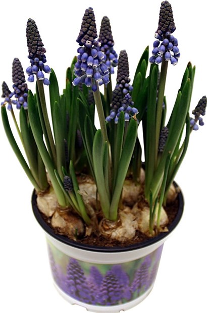 Muscari