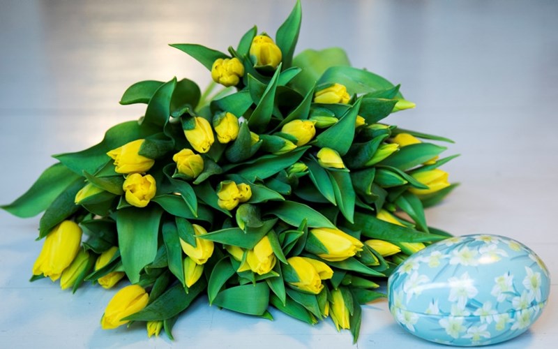 Slik steller du påskeblomstene