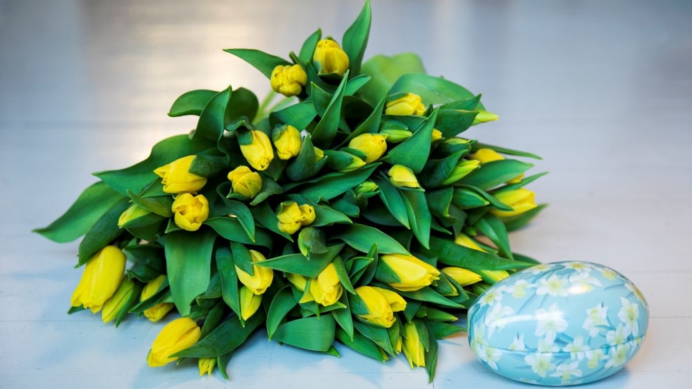 Slik steller du påskeblomstene