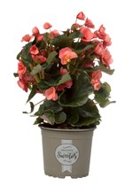 Begonia