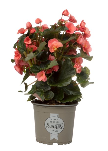 Begonia Stell