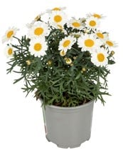 Margeritt