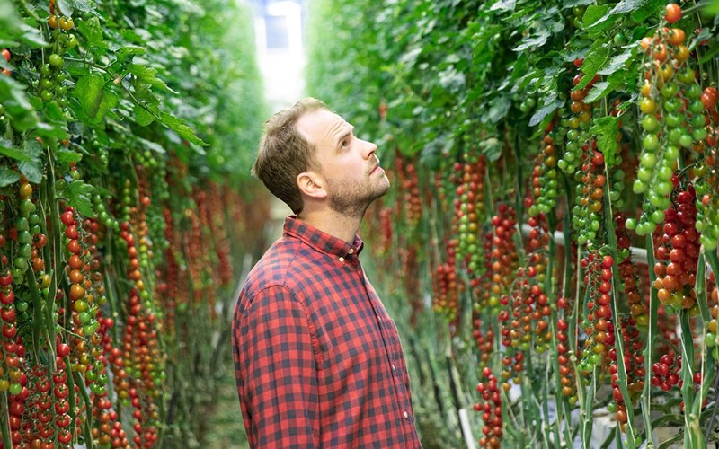 Slik velger du riktige tomater til matlagningen