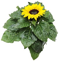 Solsikke