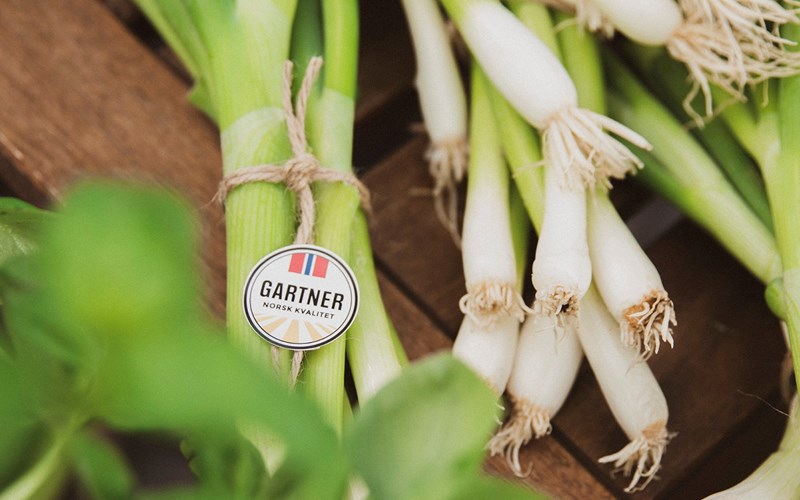 Norsk vårløk – en fersk delikatesse