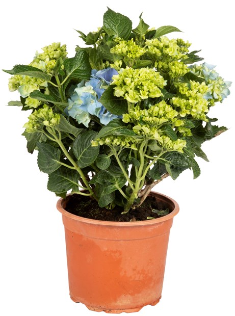 Hagehortensia