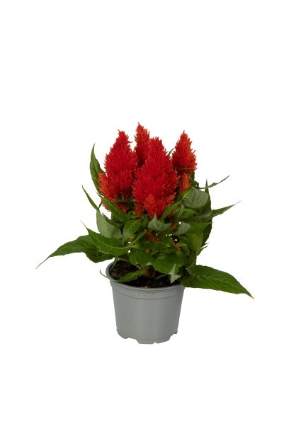 Celosia