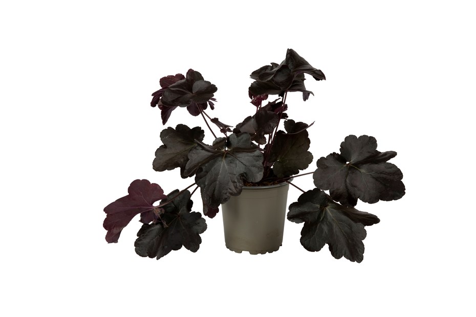 Heuchera  