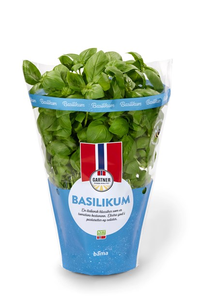 Basilikum
