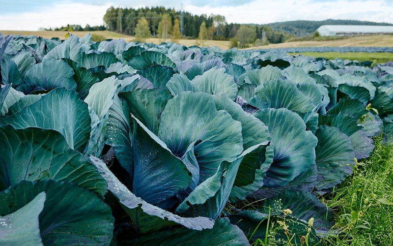 Videre: Miljø og bærekraft