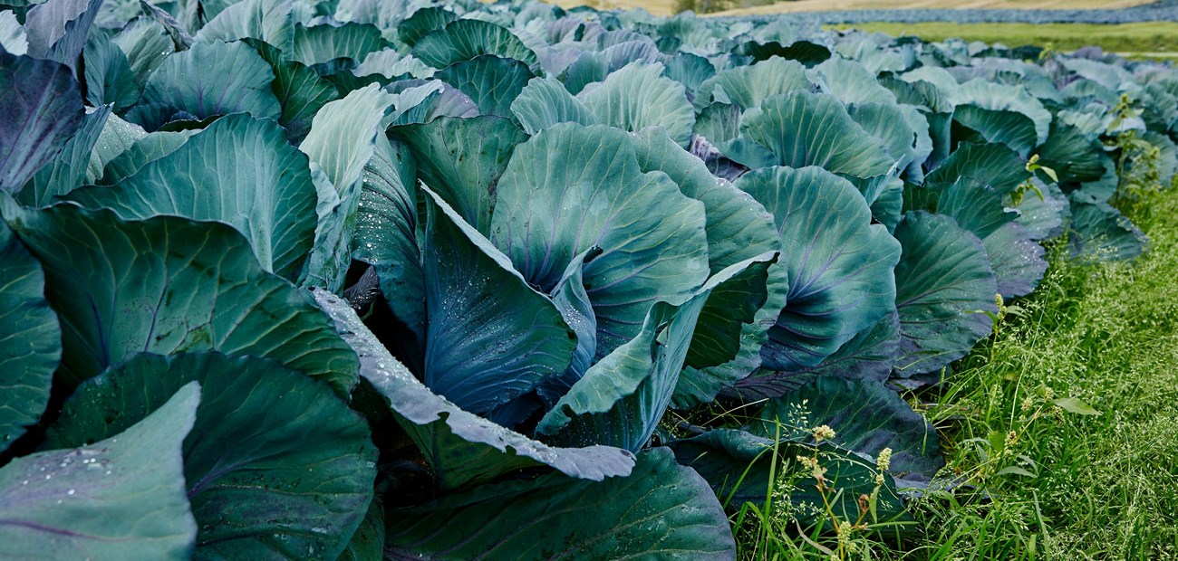 Environment protection and sustainability