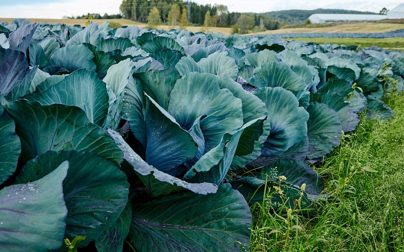 Miljø og Bærekraft