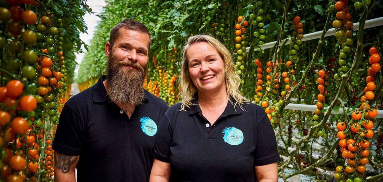 Tomatparadiset på Hanasand gård