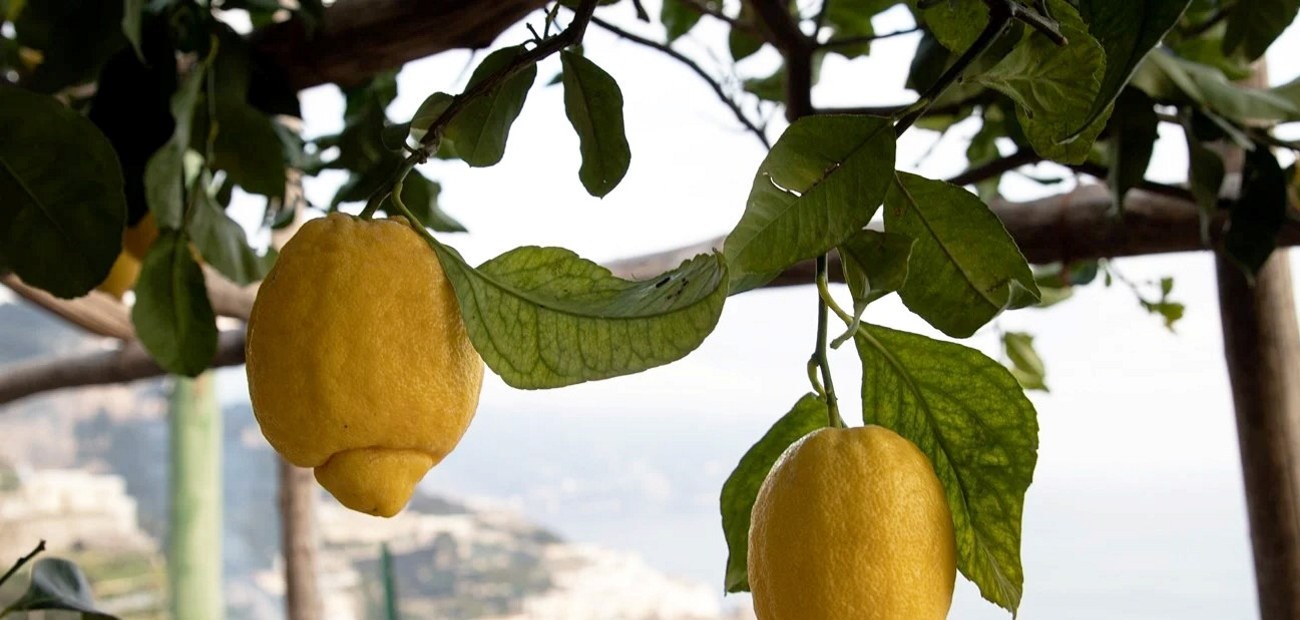 4: International trade