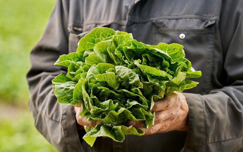 Miljø og Bærekraft