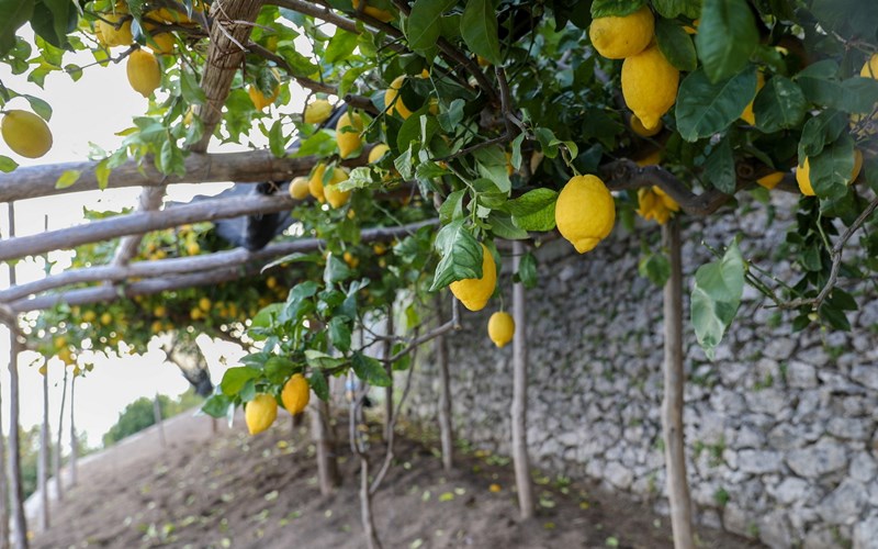 4: International trade