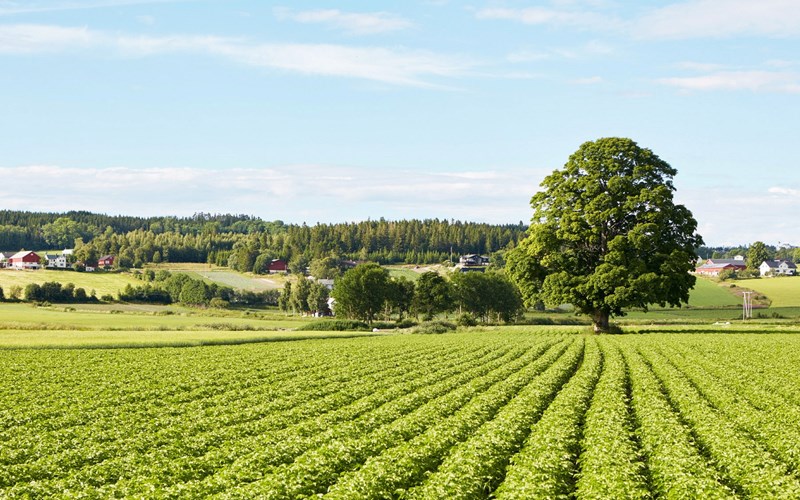 Environment and Sustainability