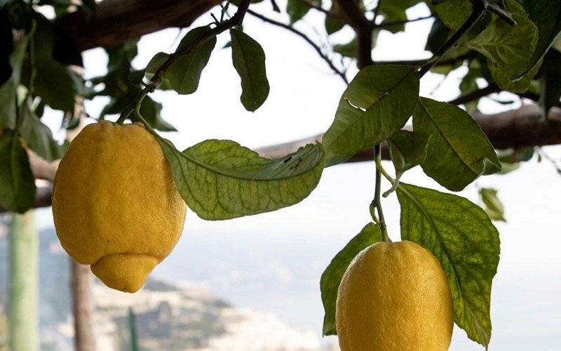 4: International trade