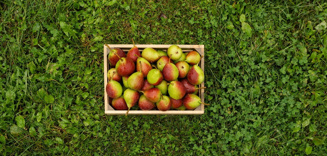 Fra data til innsikt: BAMA bygger framtidens verdikjede 