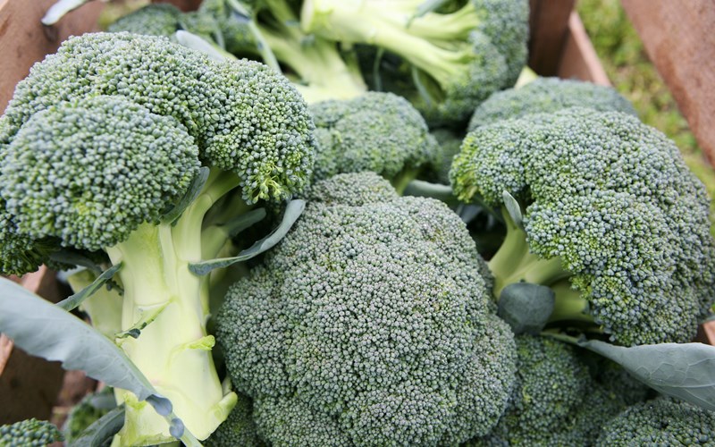 Undersøkelse knuser seiglivet myte: Barn elsker brokkoli