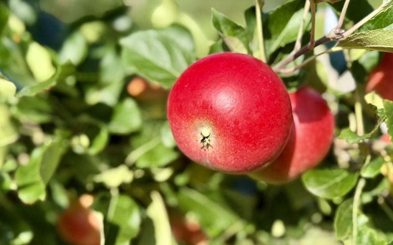 Nå kan trønderdamer over 50 slippe jubelen løs